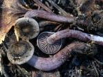 Neohygrophorus angelesianus - Fungi Species | sokos jishebi | სოკოს ჯიშები