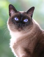 Applehead Siamese | Cat | Cat Breeds
