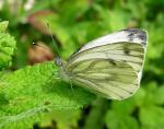 Green Veined White - Butterfly species | PEPLIS JISHEBI | პეპლის ჯიშები