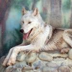 The Mackenzie Tundra Wolf - wolf species | mglis jishebi | მგლის ჯიშები
