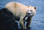 Kermode Bear - bears species | datvis jishebi | დათვის ჯიშები