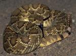  MOHAVE RATTLESNAKE <br /> Crotalus scutulatus - Snake Species | Gveli | გველი