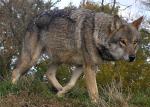 The Italian Wolf - wolf species | mglis jishebi | მგლის ჯიშები