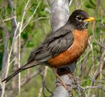 American Robin - Bird Species | Frinvelis jishebi | ფრინველის ჯიშები