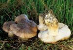 Tricholoma muricatum - Fungi Species | sokos jishebi | სოკოს ჯიშები