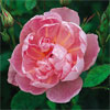 Windflower