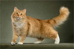 Siberian | Cat | Cat Breeds