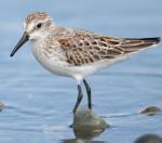Semipalmated Sandpiper - Bird Species | Frinvelis jishebi | ფრინველის ჯიშები