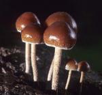 Psilocybe coprophila - Fungi Species | sokos jishebi | სოკოს ჯიშები