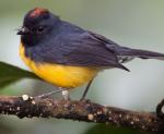 Slate-throated Redstart - Bird Species | Frinvelis jishebi | ფრინველის ჯიშები