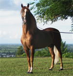 Paso Fino | Horse | Horse Breeds