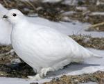 White-tailed Ptarmigan - Bird Species | Frinvelis jishebi | ფრინველის ჯიშები