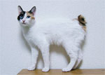 Japanese Bobtail | Cat | Cat Breeds