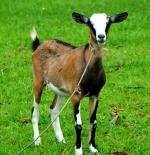 Philippine Goat | Goat | Goat Breeds