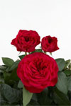 Darcey - Rose Varieties | VARDI |  ვარდი                                                                                                                