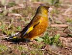 Oriental Greenfinch - Bird Species | Frinvelis jishebi | ფრინველის ჯიშები