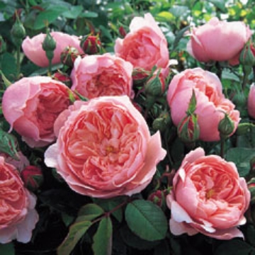 The Alnwick Rose - Own Root