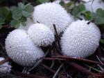 Lycoperdon curtisii - Fungi Species | sokos jishebi | სოკოს ჯიშები
