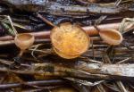 Sclerotinia veratri - Fungi Species