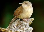 House Wren - Bird Species | Frinvelis jishebi | ფრინველის ჯიშები