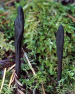 Geoglossum fallax - Fungi Species | sokos jishebi | სოკოს ჯიშები