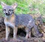 Gray Fox - fox species | melias jishebi | მელიას ჯიშები