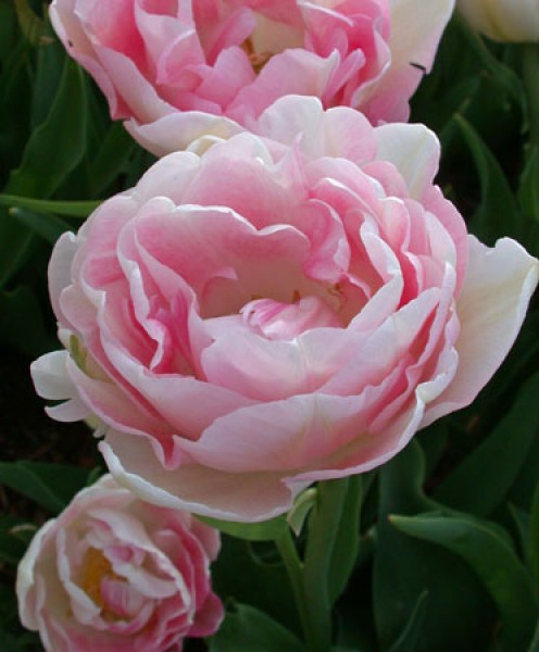 Angelique -                                                         Tulip Species | TITA | ტიტა                                                        