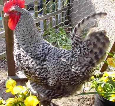 Marans | Chicken | Chicken Breeds