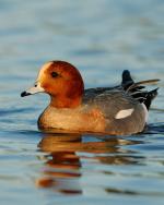 Eurasian Wigeon - Bird Species | Frinvelis jishebi | ფრინველის ჯიშები