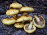 Pholiota aurivella - Fungi Species | sokos jishebi | სოკოს ჯიშები