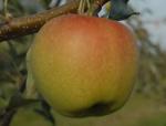 Spitzenburg - Apple Varieties list a - z  