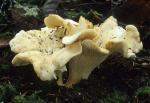 Cantharellus subalbidus - fungi species list A Z
