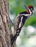 Yellow-bellied Sapsucker - Bird Species | Frinvelis jishebi | ფრინველის ჯიშები