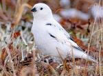 McKay's Bunting - Bird Species | Frinvelis jishebi | ფრინველის ჯიშები