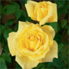 Mellow Yellow