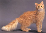 La Perm | Cat | Cat Breeds