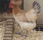 Penedesenca | Chicken | Chicken Breeds