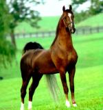 American Saddlebred | Horse | Horse Breeds