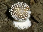 Panther: Amanita pantherina - Fungi Species | sokos jishebi | სოკოს ჯიშები