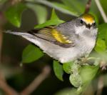 Golden-winged Warbler - Bird Species | Frinvelis jishebi | ფრინველის ჯიშები