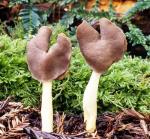 Helvella compressa - Fungi Species | sokos jishebi | სოკოს ჯიშები