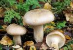 Clitocybe nebularis - fungi species list A Z