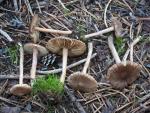 Inocybe subdestricta - Fungi Species