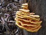 Laetiporus gilbertsonii - fungi species list A Z