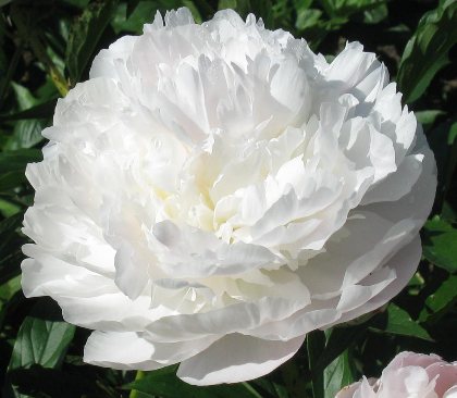 Florence Nicholls