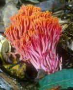 Ramaria araiospora - Fungi Species | sokos jishebi | სოკოს ჯიშები