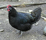 Minorca | Chicken | Chicken Breeds