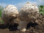 Longula texensis - Fungi Species | sokos jishebi | სოკოს ჯიშები
