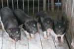 Wuzhishan | Pig | Pig Breeds