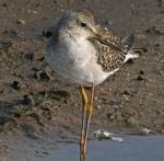 Lesser Yellowlegs - Bird Species | Frinvelis jishebi | ფრინველის ჯიშები